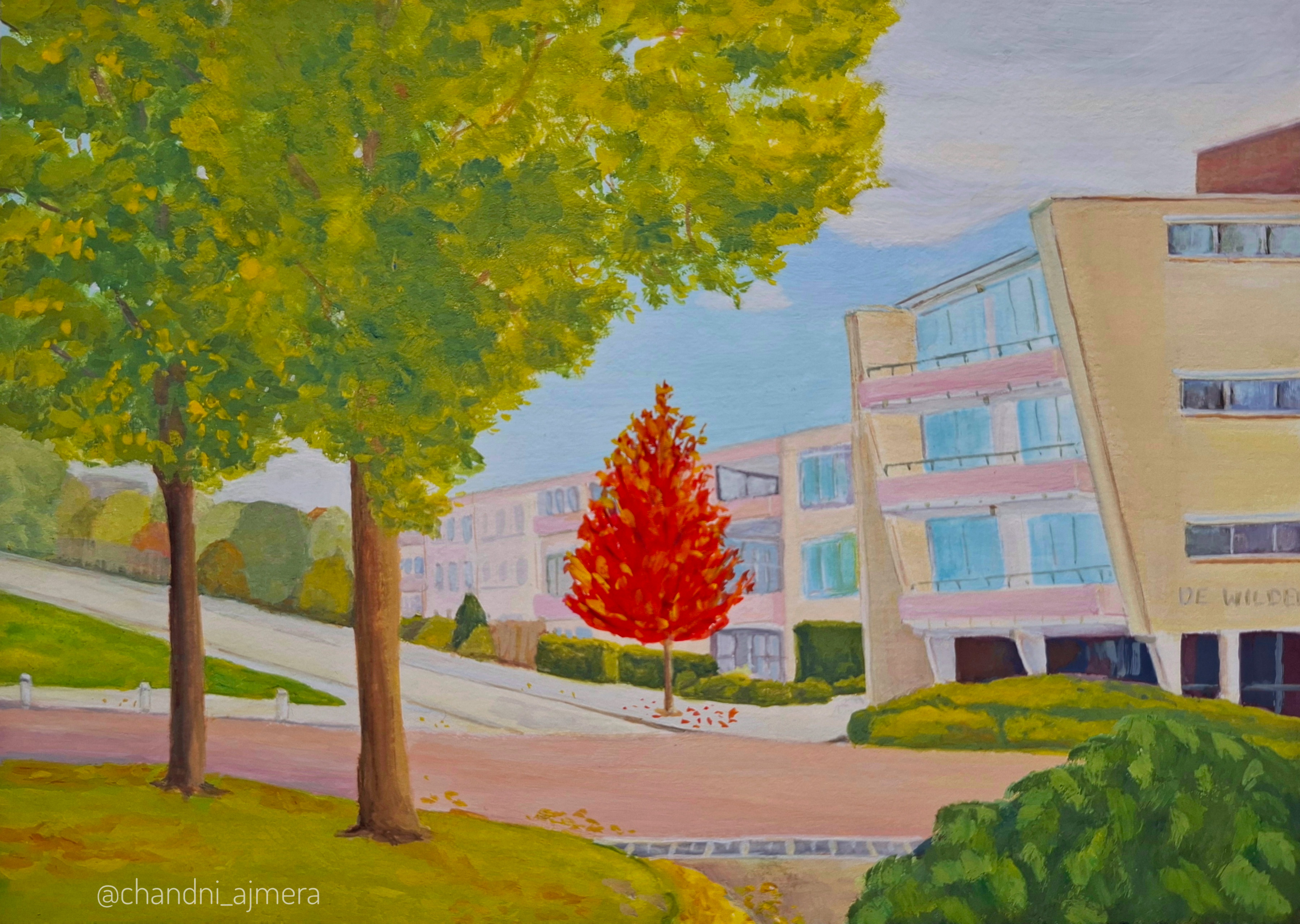 Red Maple tree on the street 