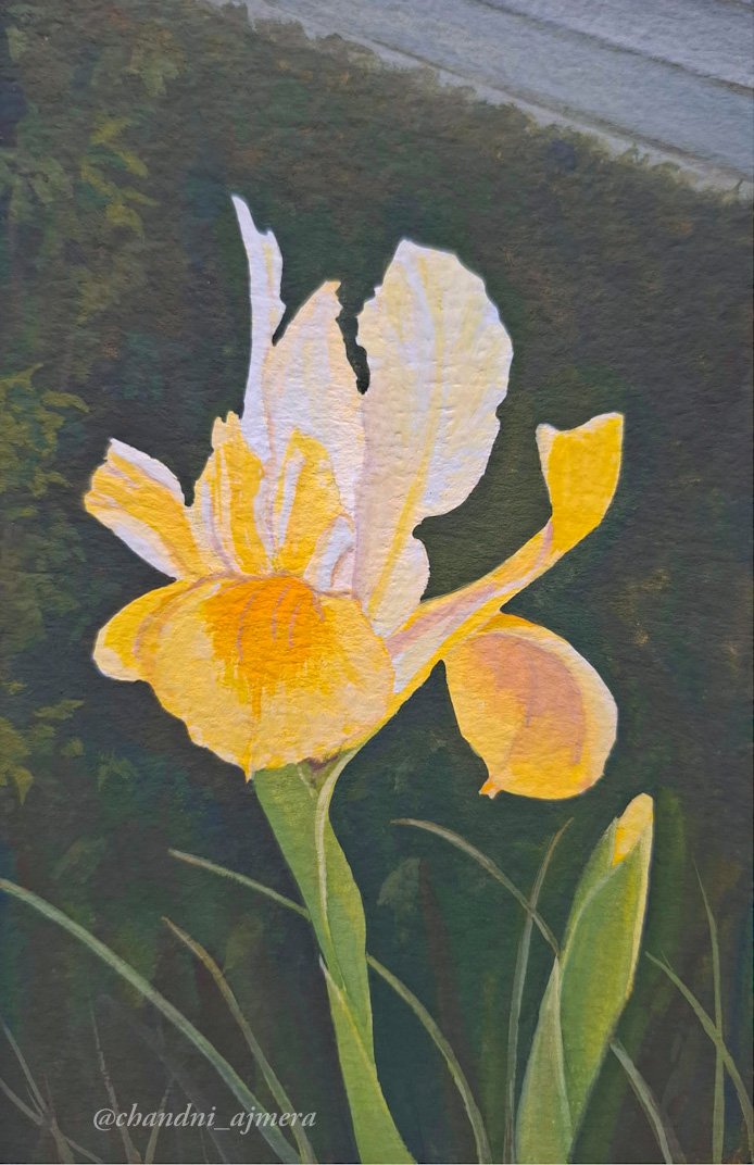 Dutch iris in the garden 