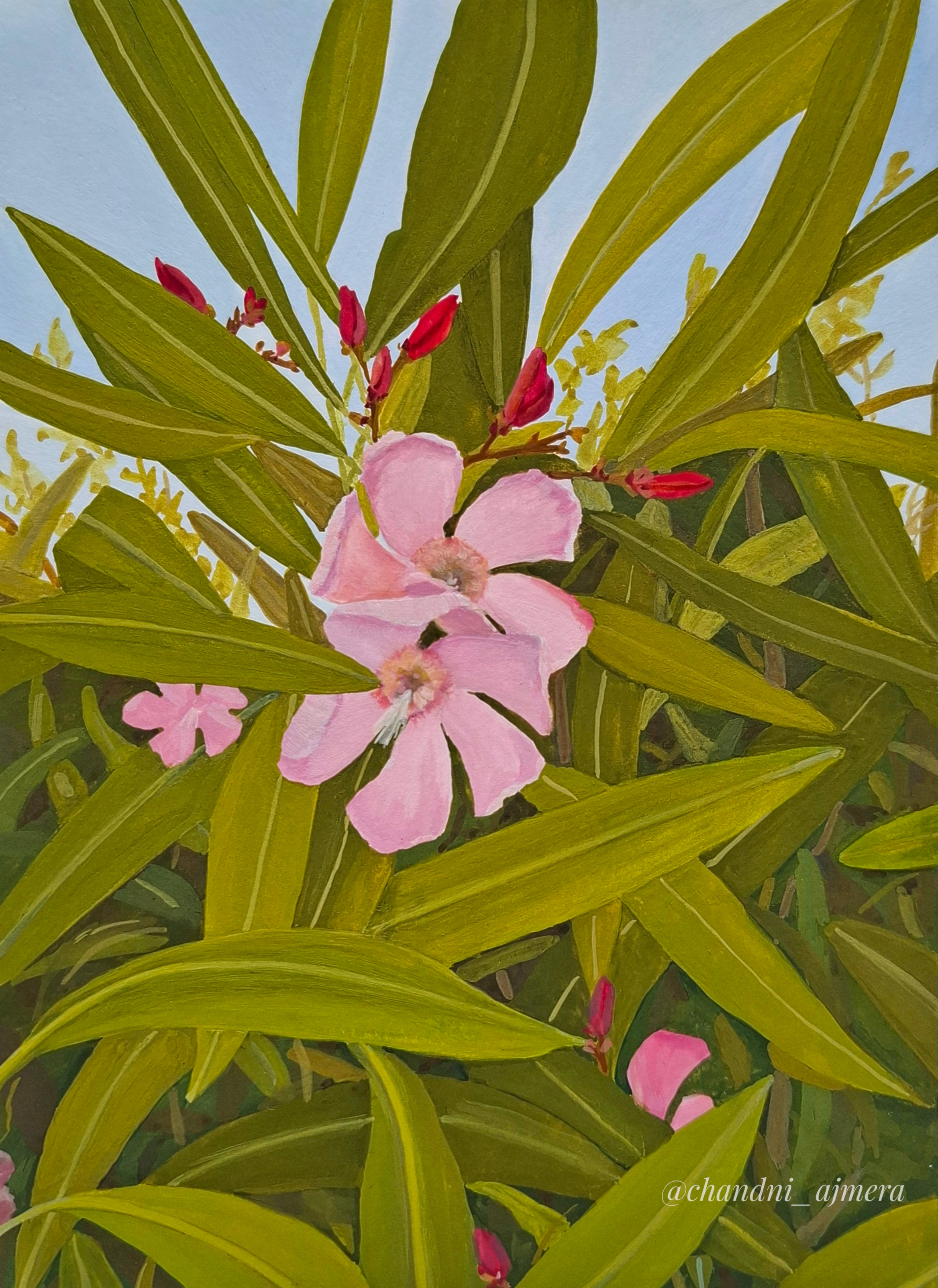Pink Oleander 